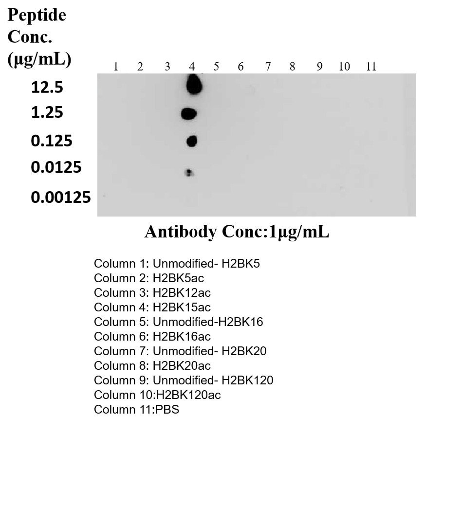 Dot Blot experiment using Acetyl-Histone H2B (Lys15) Recombinant antibody (83171-7-RR)